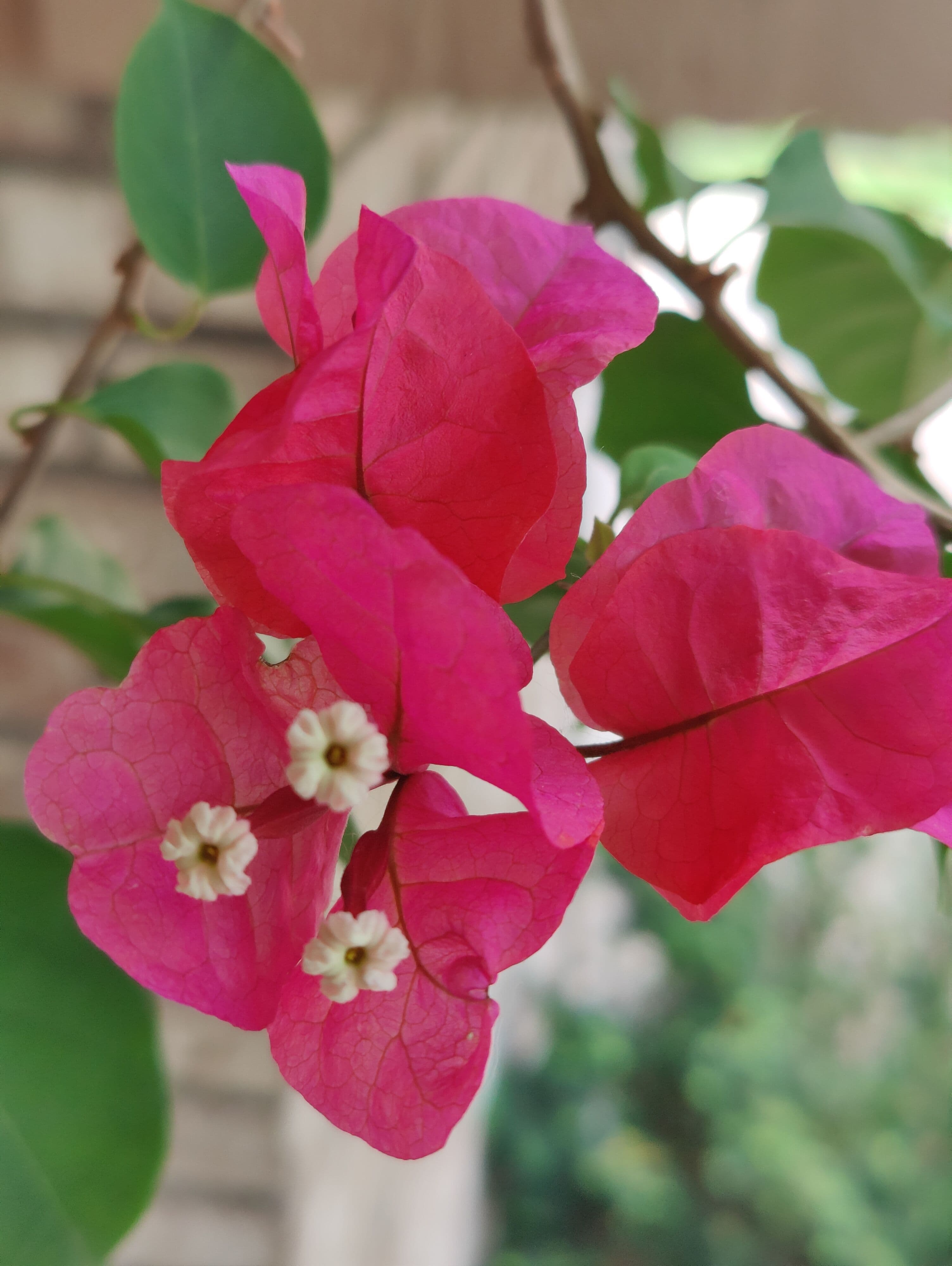 hareesue - Membre populaire sur Sakaiza, Madagascar